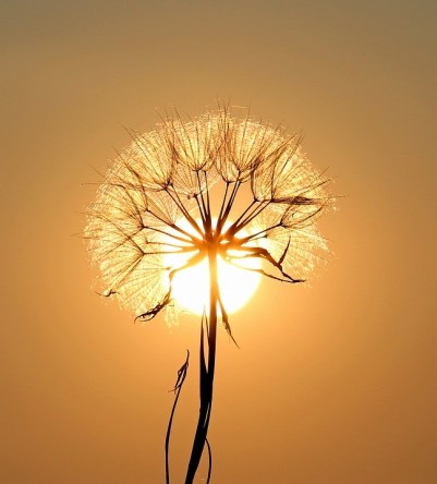 dandelion-1557110_960_720